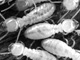 athome diagnostic termites